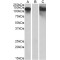 Cadherin 11 (CDH11) Antibody