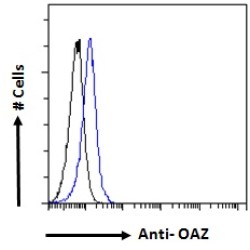 Ornithine Decarboxylase Antizyme 1 (OAZ) Antibody