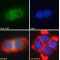 Ornithine Decarboxylase Antizyme 1 (OAZ) Antibody