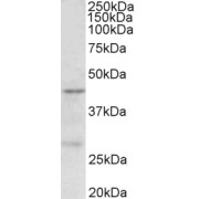 abx432249 (0.5 µg/ml) staining of MCF7 lysate (35 µg protein in RIPA buffer). Primary incubation was 1 hour. Detected by chemiluminescence.