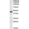 Aminoadipate Aminotransferase (AADAT) Antibody