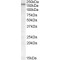 ATP Binding Cassette Transporter A9 (ABCA9) Antibody