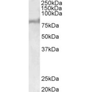 abx432266 (1 µg/ml) staining of Human Liver lysate (35 µg protein in RIPA buffer). Primary incubation was 1 hour. Detected by chemiluminescence.