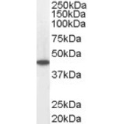 abx432269 staining (0.05 µg/ml) of Human Heart lysate (RIPA buffer, 35 µg total protein per lane). Primary incubated for 1 hour. Detected by western blot using chemiluminescence.