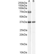 abx432273 (0.5 µg/ml) staining of Human Liver lysate (35 µg protein in RIPA buffer) with (B) and without (A) blocking with the immunising peptide. Primary incubation was 1 hour. Detected by chemiluminescence.