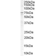 abx432276 (1 µg/ml) staining of Human Spleen lysate (35 µg protein in RIPA buffer). Primary incubation was 1 hour. Detected by chemiluminescence.