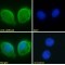 Alpha 2A Adrenergic Receptor (ADRA2A) Antibody