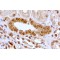 Aryl Hydrocarbon Receptor (AHR) Antibody