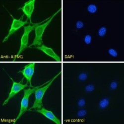 Apoptosis Inducing Factor 1, Mitochondrial (AIFM1) Antibody