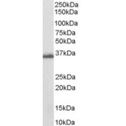 abx432302 (0.03 µg/ml) staining of Human Breast lysate (35 µg protein in RIPA buffer). Detected by chemiluminescence.