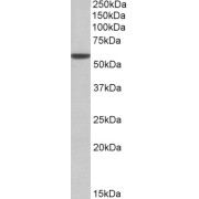 abx432308 (0.01 µg/ml) staining of Mouse Eye lysate (35 µg protein in RIPA buffer). Primary incubation was 1 hour. Detected by chemiluminescence.