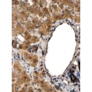 abx432309 (2 µg/ml staining of paraffin embedded Human Liver. Steamed antigen retrieval with citrate buffer pH 6, HRP-staining.