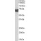 Anti-Mullerian Hormone Receptor Type 2 (AMHR2) Antibody