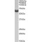 Anti-Mullerian Hormone Receptor Type 2 (AMHR2) Antibody