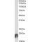 Anaphase-Promoting Complex Subunit 11 (ANAPC11) Antibody