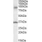 Ankyrin Repeat And Protein Kinase Domain-Containing Protein 1 (ANKK1) Antibody