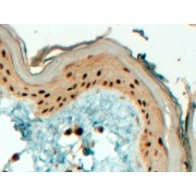 abx432331 (4 µg/ml staining of paraffin embedded Human Skin. Steamed antigen retrieval with Tris/EDTA buffer pH 9, HRP-staining.