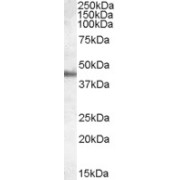 abx432336 (0.01 µg/ml) staining of Human Duodenum lysate (35 µg protein in RIPA buffer). Detected by chemiluminescence.