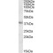 Apolipoprotein A-V (APOA5) Antibody