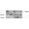 Apolipoprotein B (APOB) Antibody