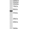 Apolipoprotein B mRNA Editing Enzyme Catalytic Subunit 3D (APOBEC3D) Antibody