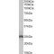 Apolipoprotein D (APOD) Antibody