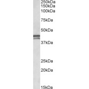 abx432350 (0.1 µg/ml) staining of Human Placenta lysate (35 µg protein in RIPA buffer). Primary incubation was 1 hour. Detected by chemiluminescence.