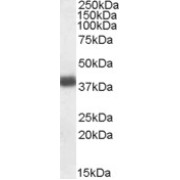 abx432351 (0.03 µg/ml) staining of Human Frontal Cortex lysate (35 µg protein in RIPA buffer). Primary incubation was 1 hour. Detected by chemiluminescence.