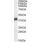 Apolipoprotein L2 (APOL2) Antibody