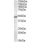 Apolipoprotein L5 (APOL5) Antibody