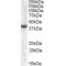 Apolipoprotein L6 (APOL6) Antibody