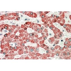 Apolipoprotein L6 (APOL6) Antibody