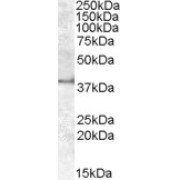 abx432357 (1 µg/ml) staining of Human Kidney lysate (35 µg protein in RIPA buffer). Primary incubation was 1 hour. Detected by chemiluminescence.