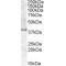 Apolipoprotein L6 (APOL6) Antibody