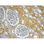 abx432360 (4 µg/ml staining of paraffin embedded Human Kidney. Steamed antigen retrieval with Tris/EDTA buffer pH 9, HRP-staining.