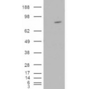 HEK293 overexpressing ARHGEF4 and probed with abx432364 (mock transfection in first lane).