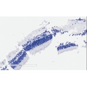 abx432366 Negative Control showing staining of paraffin embedded Human Retina, with no primary antibody.