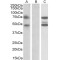 Asparagine Synthetase Domain Containing 1 (ASNSD1) Antibody