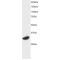 Activating Transcription Factor 7 (ATF7) Antibody