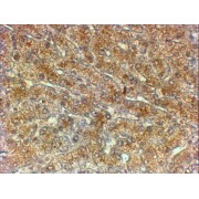 abx432377 (2 µg/ml staining of paraffin embedded Human Liver. Steamed antigen retrieval with citrate buffer pH 6, HRP-staining.