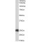 ATP Synthase F(0) Complex Subunit B1, Mitochondrial (ATP5PB) Antibody