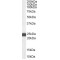 BAG Family Molecular Chaperone Regulator 2 (BAG2) Antibody