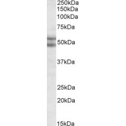 abx432394 (2 µg/ml) staining of nuclear HeLa lysate (35 µg protein in RIPA buffer). Primary incubation was 1 hour. Detected by chemiluminescence.