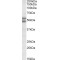 BAG Family Molecular Chaperone Regulator 5 (BAG5) Antibody