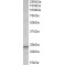 Bcl2-Binding Component 3 (BBC3) Antibody