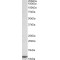 Beta-2-Microglobulin (B2M) Antibody