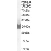 abx432407 (0.1 µg/ml) staining of A431 lysate (35 µg protein in RIPA buffer). Detected by chemiluminescence.