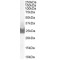 BH3-Interacting Domain Death Agonist (BID) Antibody