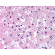 IHC-p analysis of paraffin embedded Human Liver tissue using C14orf68 antibody (2.5 µg/ml).