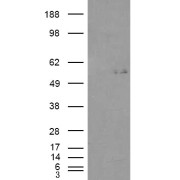 HEK293 overexpressing GCNT3 and probed with abx432431 (mock transfection in first lane).